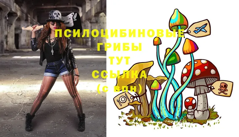 Псилоцибиновые грибы Psilocybe  Волгореченск 