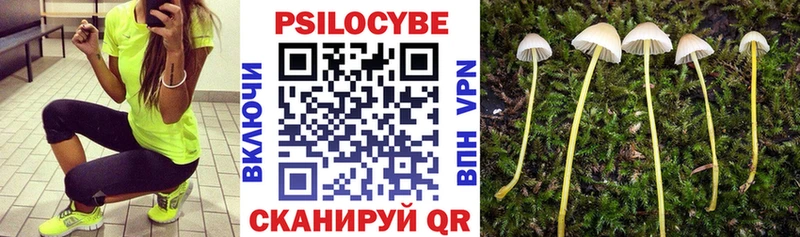 Псилоцибиновые грибы Psilocybe Волгореченск